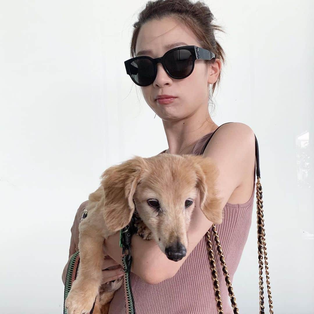 のインスタグラム：「❤️ . 眠そうなテディくんと、 なぜか不満げな顔の飼い主。笑 @teddyishii . . #teddy #dachshund #ysl #saintlaurent #gu」