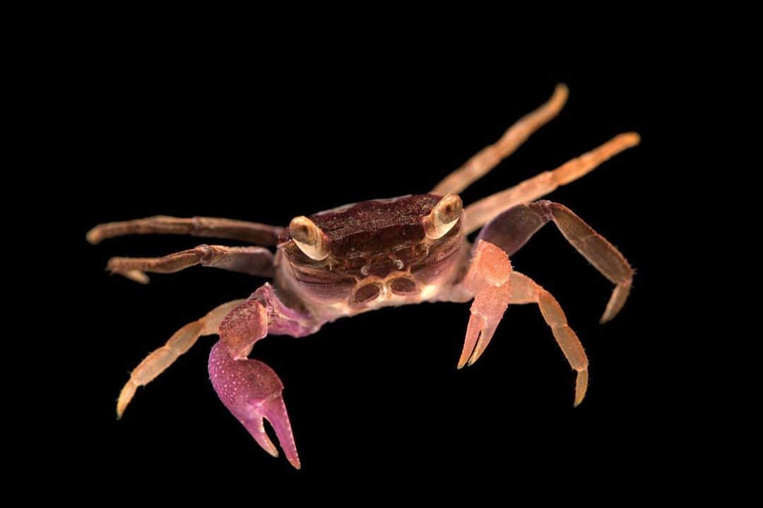 Joel Sartoreさんのインスタグラム写真 - (Joel SartoreInstagram)「With bright yellow eyes that almost appear to glow against their purple and orange bodies, it's no surprise that this spooky looking critter became known as the vampire crab. What is surprising is that while this species is well-known in the pet trade, it’s origin was completely unknown to scientists until just recently. Researchers actually had to trace the trade routes used to sell this species in the international pet trade in order to discover where it lives in the wild! It turns out that the crabs come from the island of Java in Indonesia, where they are collected by people and later sold to collectors around the world. Since the origin of this species is new to science, little is known about its population in the wild, but many are concerned that the vampire crab is already under threat from over-collection. #vampirecrab #notapet #spooky #PhotoArk #savetogether」9月17日 20時53分 - joelsartore