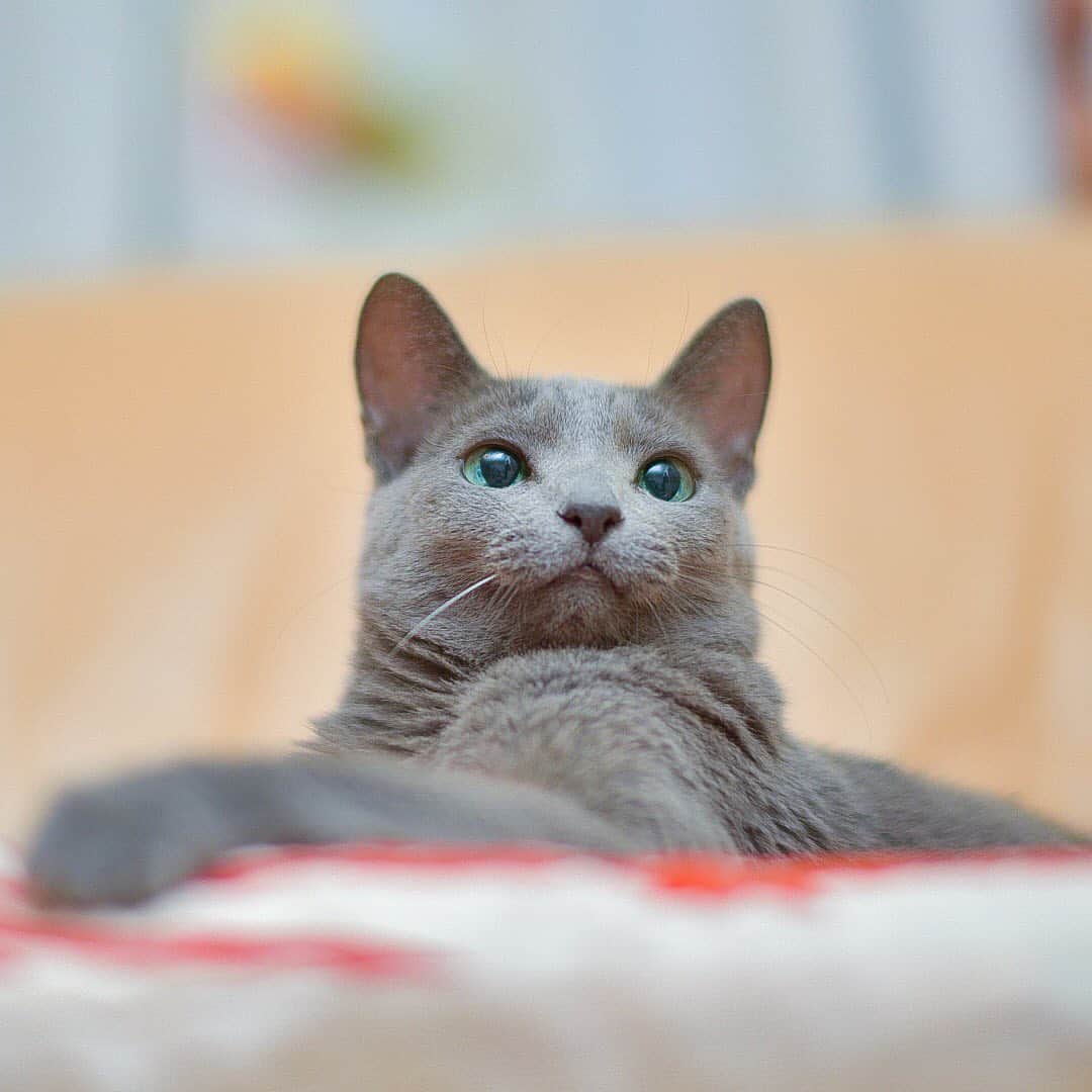のインスタグラム：「★ Happy belated birthday Juno!! ★. . September 13 was Juno’s 13th birthday 🎂 💖. Happy belated birthday 🎁 Juno!. 遅れちゃったけど9/13はじゅの姐さん13歳の誕生日でした。お誕生日おめでとうじゅの😊💖 ちょっと長くなりますが姐さんとの出会いを✨✨ . 13年前ちゅうぴぃのお友達をもう一匹家族に迎えようと里親サイトを毎日見ていました。そこで知り合った方の友人がロシアンを飼っていて子猫が生まれたから良かったら見に来ませんか？と声を掛けてくれたので飛行機とバスを乗り継ぎ大分のじゅのの生家に行って来ました。そのお宅は由緒ある大きなお寺でいきなり東京から来た私を奥様は温かく迎えてくれました。聞けば大切に育ててる愛猫に一度だけ子供を産ませてあげたかったとの事で子育てを終えたら避妊手術するから子猫はこれで最後、これから里親を探そうと思ってた所でこれも何かの縁だし良かったら1匹持って帰って下さい、と突然言われました。びっくりして理由を聞いたところ里親に出すに当たって金銭は要らないけど終生大事にしてくれる人、繁殖目的にさせない為血統書は出さない、と言うのがあげる条件だったそうで私と実際会い『この人なら』と思ってくれたそうです。いきなりの申し出に驚きましたが折角の申し出なので5匹いた中で一番大きかったじゅのを大分から連れて帰って来ました。 羽田に迎えに来てくれた旦那はキャリーケースを持った私を見てびっくり😅  その日から旦那は朝晩ミルクを作り夜は自分の脇の間に寝かせいきなりイクメンになりました(笑)ちなみにじゅのと言う名前は旦那が付けたんです😄ローマ神話の女神JUNO(ユノ)を日本語読みしたものだそうです。はい、旦那の願い通り我が家の女神になりました😆💕 余談ですが大分のお寺さんの奥様は何も要らない猫を大事にしてくれれば、とおっしゃいましたがワインが好きとの事でバカラのペアグラスを送りました。それとじゅのの成長報告がてら毎年写真入り年賀状を送っています。ちなみに私がカメラ📷を始めたのは少しでも綺麗な写真でじゅのの成長を報告したかったからで 毎年とても喜んでくださっています。あの時居た5匹のうち4匹を里親に出したそうですが、じゅの以外は音信不通、幸せでいてくれると良いけどとおっしゃってました😢 奥様、じゅのと言う女神を我が家にプレゼントして下さりありがとうございます！！じゅのは我が家で幸せな（多分⁈)毎日を送ってますよ〜😃✨✨. . . ❤️ #pt_life_ #WeWantCats  #nyancon01 #allcatphotos300 #as_archive  #PETS_iLLife  #paw_smile_pictures  #bestcatsclub #balousfriends #catsofinstagram  #cats_of_world #catstocker  #excellent_cats #IGersJP #カイゲン癒し顔フォトコンテスト #meowfeature #nc_cuties  #light_nikon  #cat_features #pets_of_our_world  #pets_perfection  #raw_pets #weeklyfluff #bestphoto_japan #東京カメラ部 #ふわもこ部 #NEKOくらぶ #ロシアンブルー #cat  #いぬすたねこすたグランプリ」