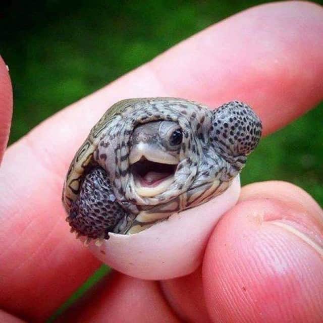 Baby Animalsさんのインスタグラム写真 - (Baby AnimalsInstagram)「Welcome to the world baby turtle!」9月17日 21時06分 - thebabyanimals