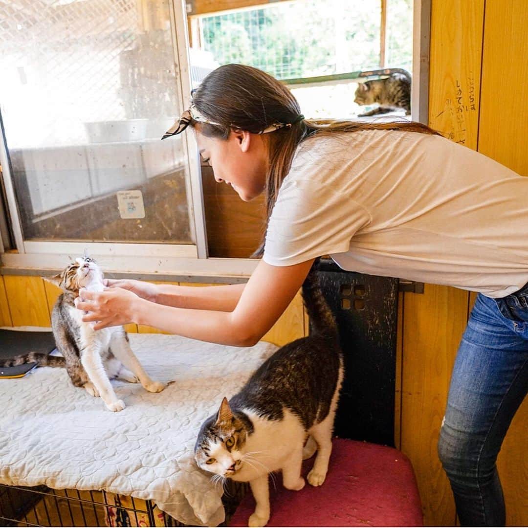 遊海 Yuumiさんのインスタグラム写真 - (遊海 YuumiInstagram)「My day at @hearttokushima ❤️ learning about animal rescue in Japan. Heart tokushima has 200 over dogs and 20 over cats that are looking for new home 🏡 if you are looking for your partner please check out their website. The animals there are well trained, kind and lovely. ハート徳島で日本での動物保護を学ばせていただきました。 200匹以上のワンちゃんと20匹以上の猫ちゃんがいます。 みんなちゃんとしつけをしていて、優しくて、愛らしい子達ばかりです。新しいお家を待ってる子たちばかりです。パートナーを探されてる方は、是非ハート徳島のウエブを見てください♡  #ハート徳島 #動物愛護 #愛 #動物愛護センター出身 #加藤遊海 #yuumiinrescue #tokushima #hearttokushima #animallove #animalrescue #cats #peace #animals #family #catlover #徳島」9月17日 21時29分 - yuumi_kato