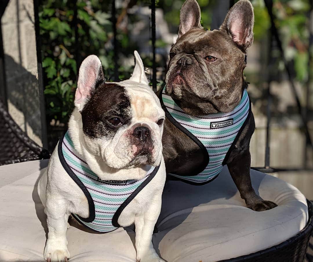 Manny The Frenchieのインスタグラム：「Oh, here we go...Mom has us doing the matching thing again. 🙄 At least we look cool I guess.  @frenchie_bulldog」