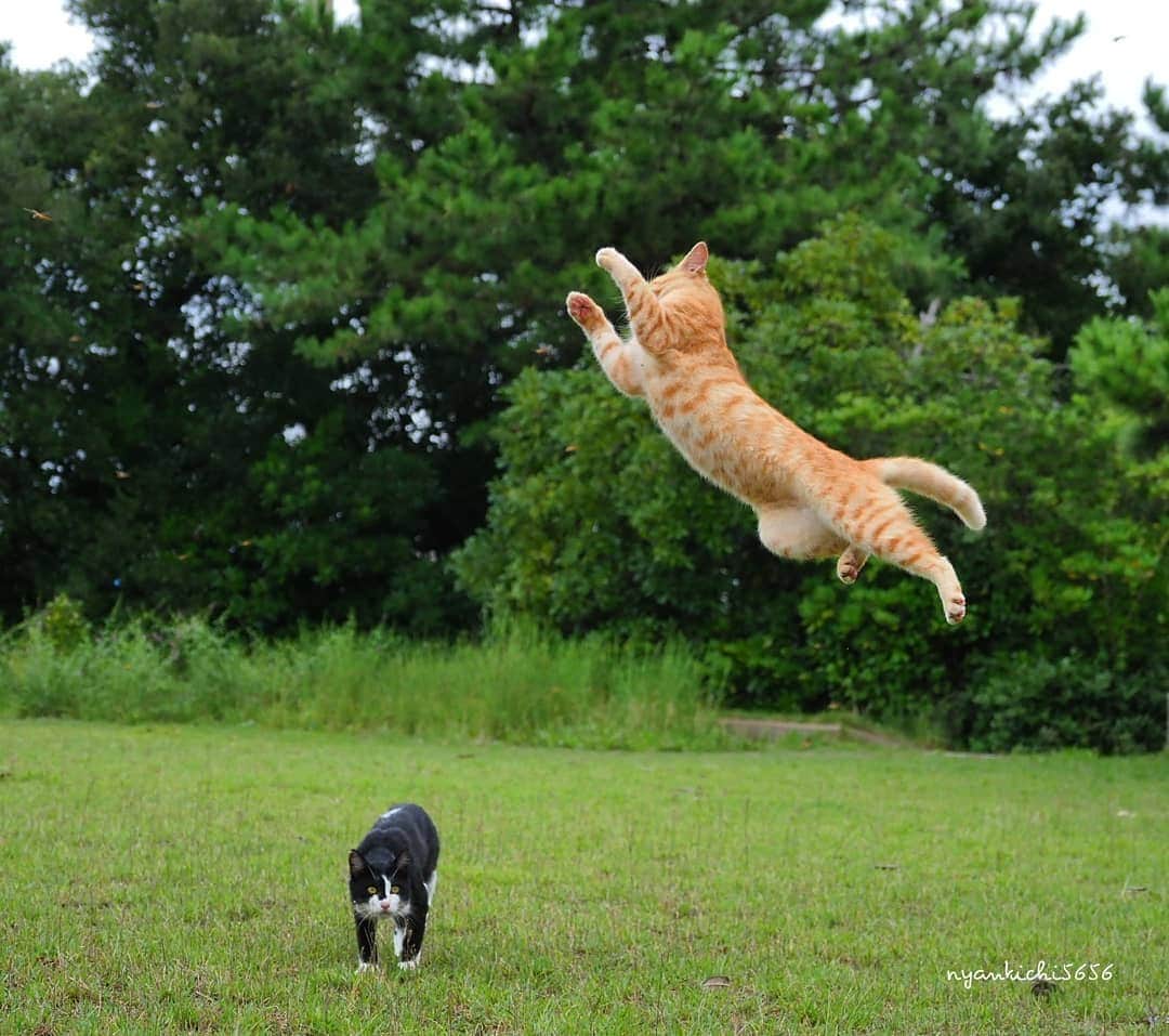 路地裏のにゃん吉さんのインスタグラム写真 - (路地裏のにゃん吉Instagram)「ちょれい！ (左隅にトンボ)  Yeaoh！ (Dragonfly on the left)  猫撮ってるとアドレナリンでる時がある まさにこの瞬間 僕は嬉しい これが猫なのだ  #生き抜け野良猫 チャタン #แมว #igersjp#ねこ#猫#ig_japan#ねこ部#ふわもこ部#kittens_of_world #にゃんすたぐらむ#みんねこ #cats#ファインダー越しの私の世界 #catsofinstagram#catstocker#catloversclub#getolympus #東京カメラ部#icu_japan#team_jp_西 #고양이#nekoclub #catstagram#japan_photo_now #bestcatclub #katze #balousfriends#ファインダーは私のキャンパス #TandDフォトコンテスト2019 #try」9月18日 7時34分 - nyankichi5656