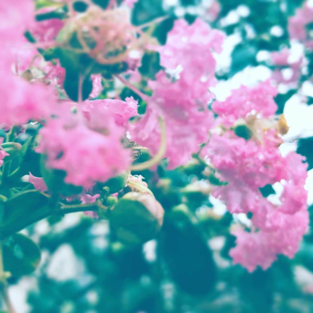 中野敬久さんのインスタグラム写真 - (中野敬久Instagram)「#flower #flowersoflife #pink #wednesday」9月18日 7時34分 - hirohisanakano