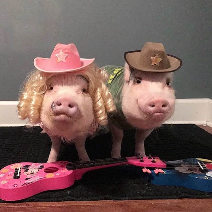 のインスタグラム：「Happy #InternationalCountryMusicDay from two of country musics swinest! Y’all probably know me and Pop love @mirandalambert. Who are y’alls favorite country music artists?🐷🐷💕🎤👩🏼P.S. I decided to stick with my natural hair color. #blondeshavemorefun #countrymusic #mirandalambert #PrissyandPop」