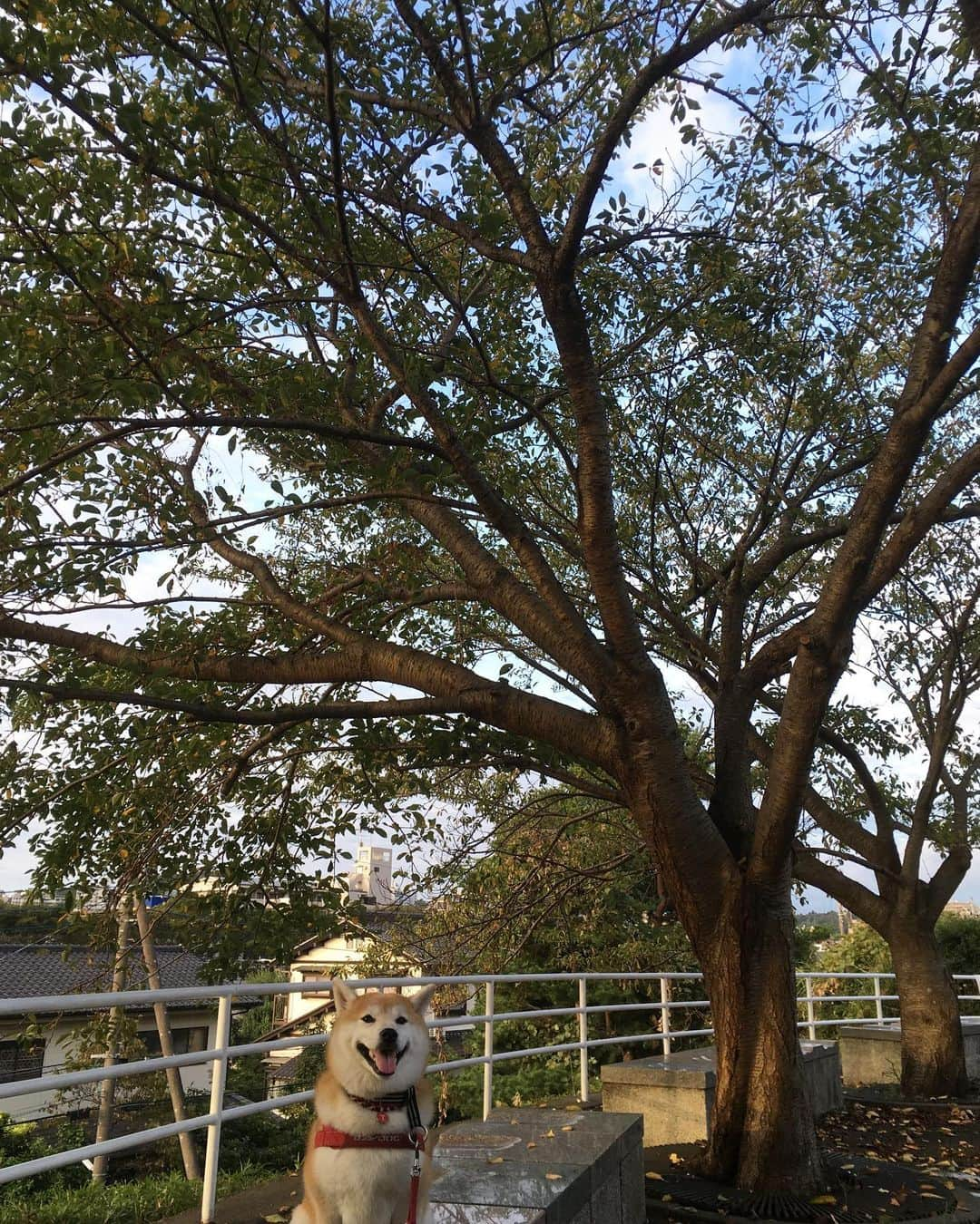 てんパパさんのインスタグラム写真 - (てんパパInstagram)「今朝は桜の木の下で休憩。 そよ風が気持ち良くて、そのままひと眠りしたくなった。 #朝んぽ #桜の木の下で #自主休憩」9月18日 8時14分 - tenchan.shiba