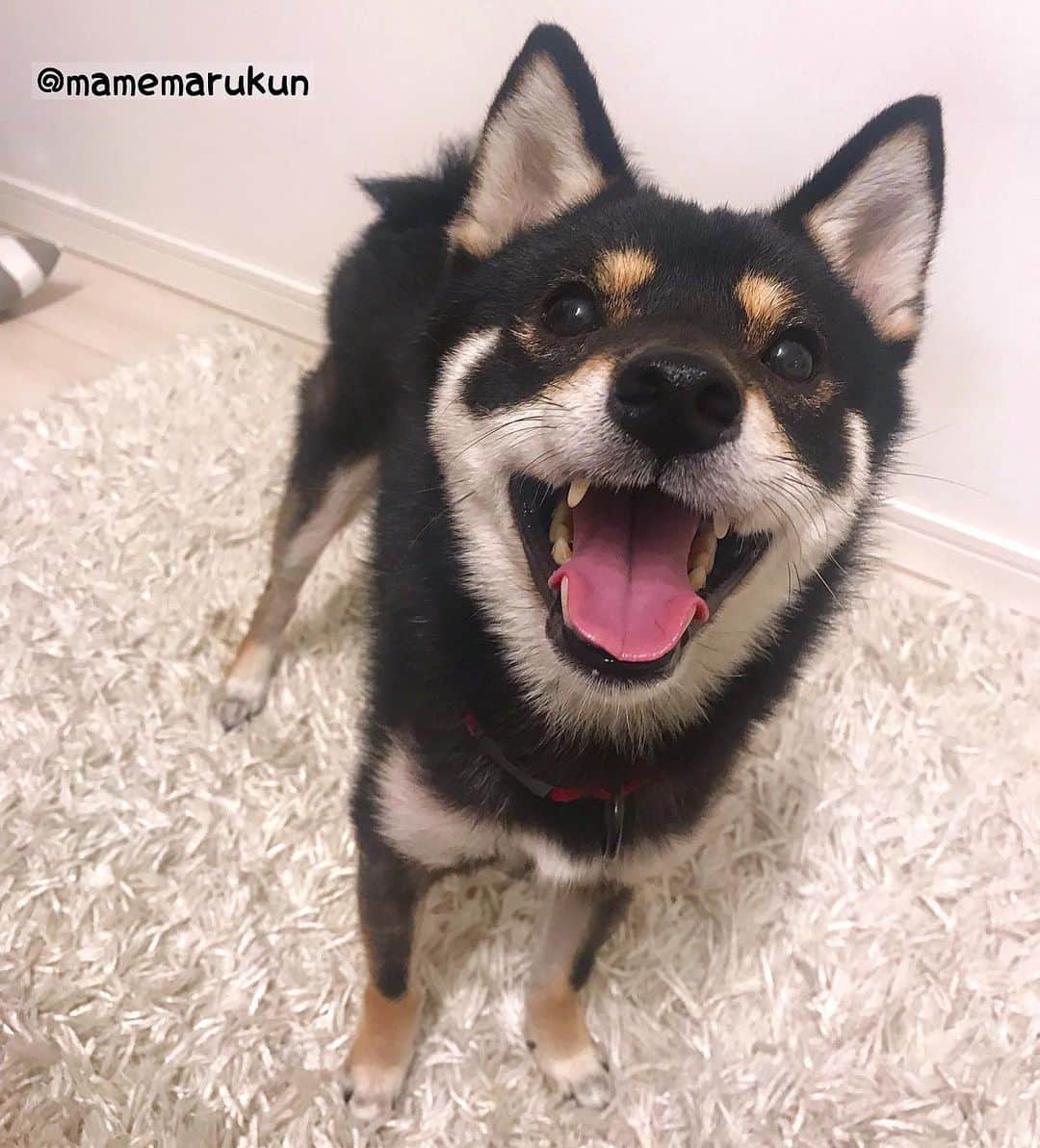 まめ丸のインスタグラム：「* おうちにかえってきたよー🐶❣️ やっぱりじぶんのおうちがいちばんだねー🐶💓 * #イタズラし放題だし #いいこにしてたよって言ってもらえた🐶❣️ #じいじとばあばのおうちではねこかぶってたぼく * #柴犬#豆柴#柴#黒柴#黒豆柴#犬#日本犬#shiba#shibainu#shibastagram#shibadog#puppy#instadog#dogstagram#dog#instashiba#petstagram#pet#cute#cutedog#강아지#멍스타그램#狗#狗狗#weeklyfluff#dailyfluff」