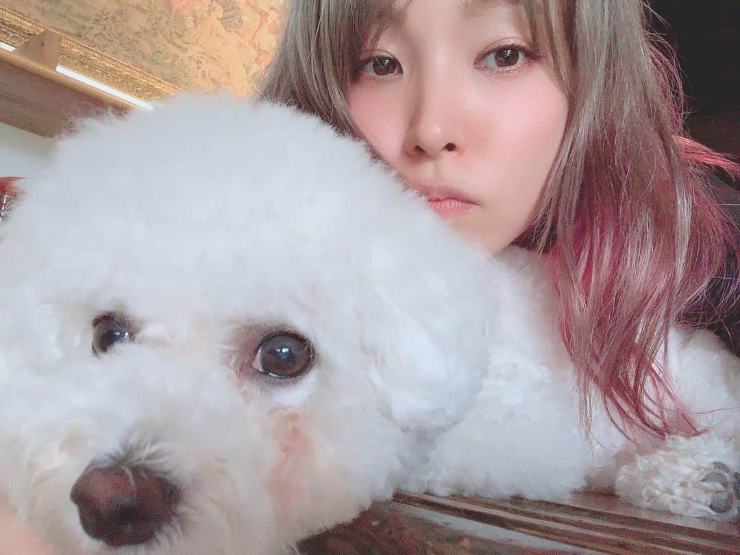 LiSAさんのインスタグラム写真 - (LiSAInstagram)「おやすみまん🐶 #しらたま #ビションフリーゼ #毎朝めちゃ早く起こされる」9月18日 0時08分 - xlisa_olivex