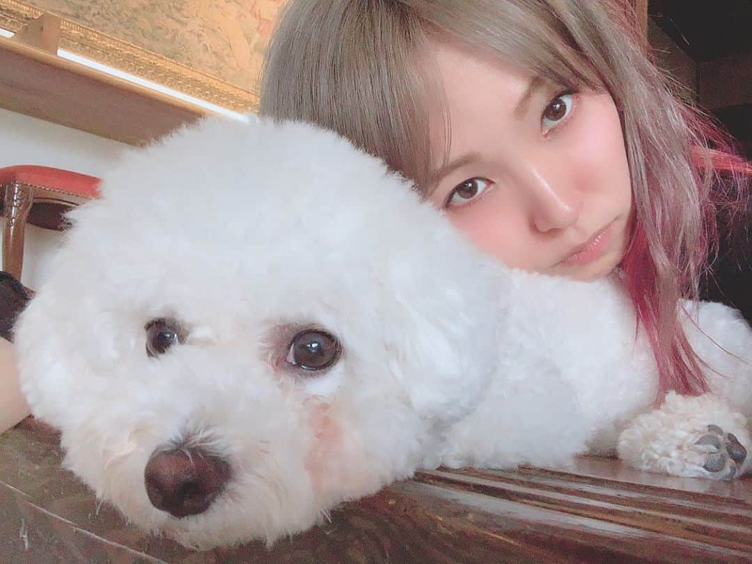 LiSAさんのインスタグラム写真 - (LiSAInstagram)「おやすみまん🐶 #しらたま #ビションフリーゼ #毎朝めちゃ早く起こされる」9月18日 0時08分 - xlisa_olivex