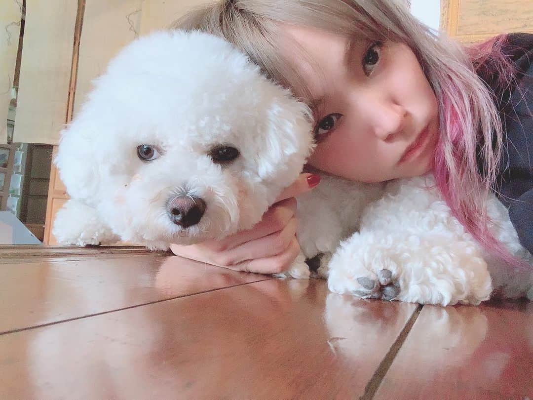 LiSAさんのインスタグラム写真 - (LiSAInstagram)「おやすみまん🐶 #しらたま #ビションフリーゼ #毎朝めちゃ早く起こされる」9月18日 0時08分 - xlisa_olivex