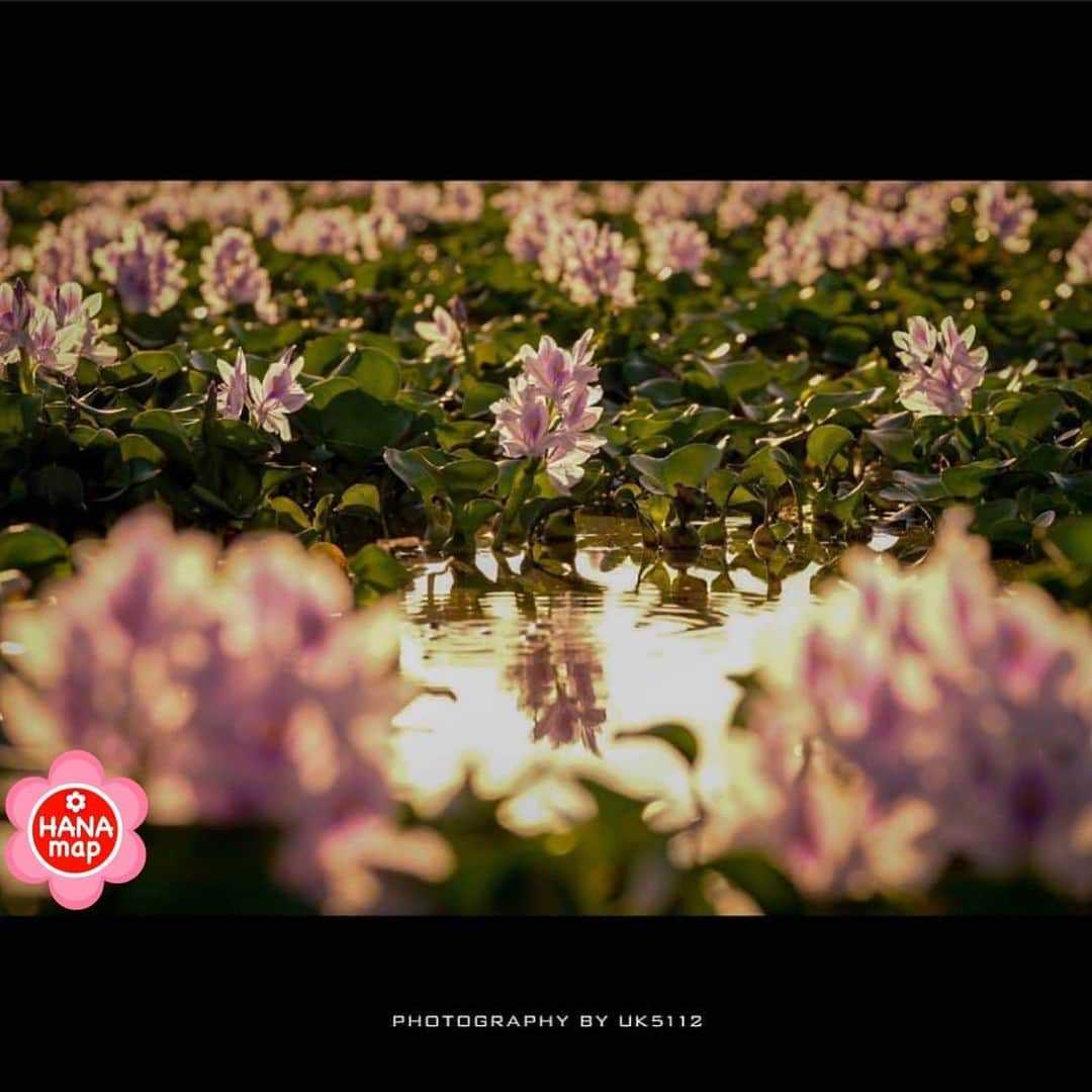 はなまっぷ❁日本の花風景さんのインスタグラム写真 - (はなまっぷ❁日本の花風景Instagram)「🌸はなまっぷ🌸 * @uk5112 さんの  花のある風景に花まるを💮 * 夕日を浴びて輝く美しいホテイアオイをありがとうございます😊🌸 * 奈良  #本薬師寺跡 Kashihara, Nara Pref. * 🌼ホテイアオイの花言葉📝🌼 揺れる想い、恋の愉しみ * 見頃を過ぎている場所もご紹介しています。お出かけの際はHP等で最新の情報をご確認くださいね🙏🌸 * 🌸•••🌸•••🌸•••🌸•••🌸•••🌸 * いつも素敵なお花をありがとうございます😊 日本の花のある風景にタグ付けしてください🌸 お花があれば何でもOKです💓 * #はなまっぷ * #日本の美しい花風景#花のある風景#花#ホテイアオイ#布袋葵」9月18日 0時18分 - hanamap