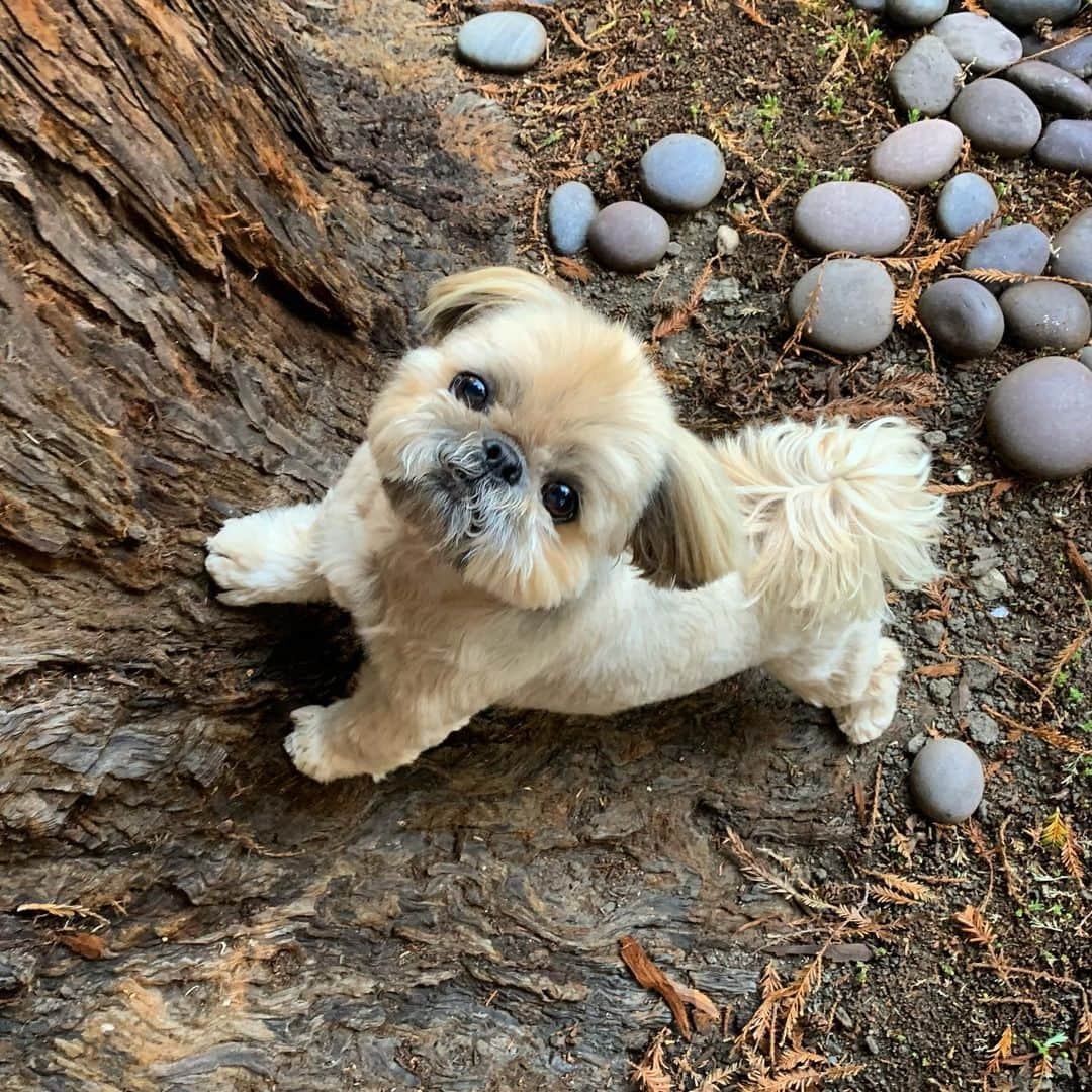 Dougie the Shih Tzuさんのインスタグラム写真 - (Dougie the Shih TzuInstagram)「Dougie in the wild.」9月18日 0時30分 - dailydougie