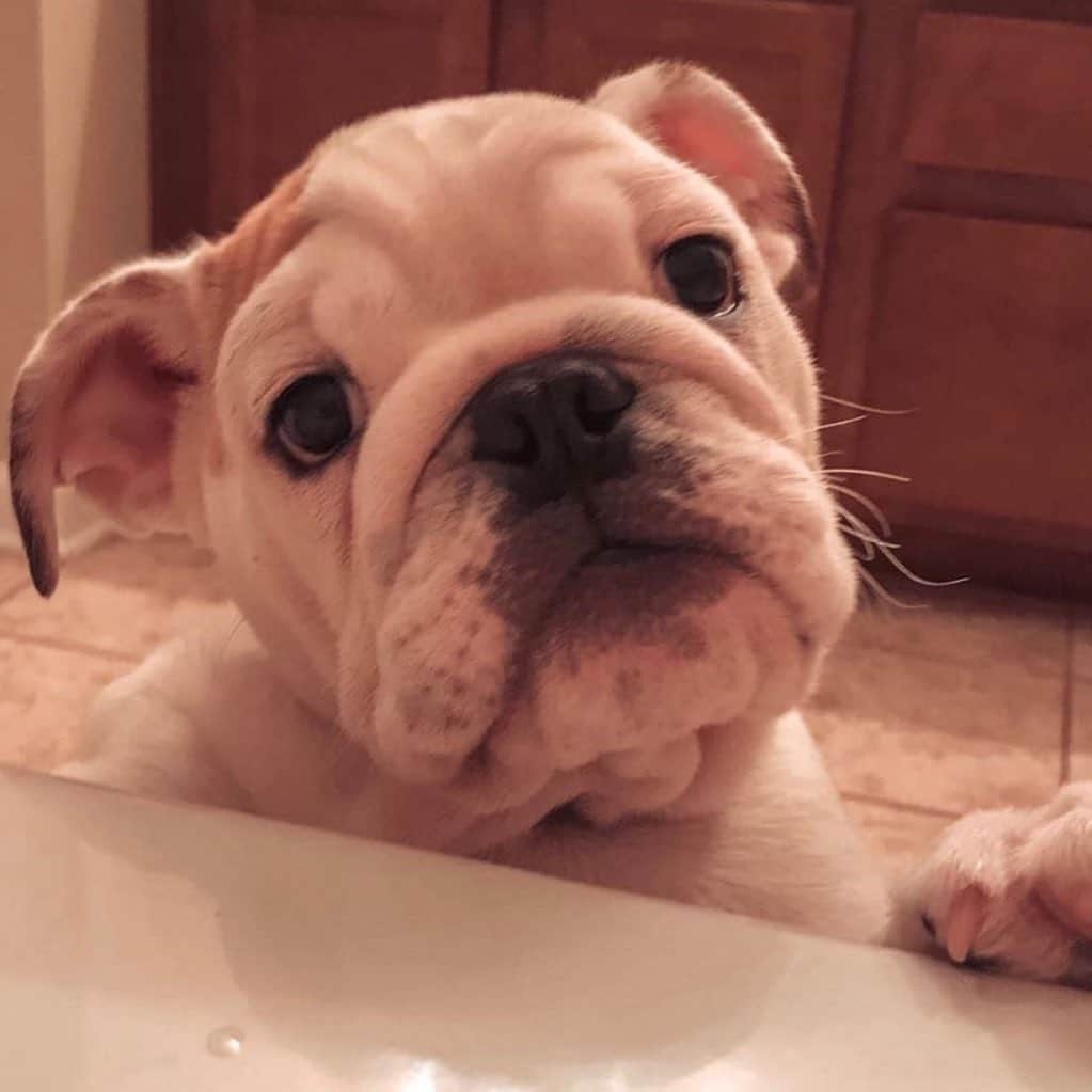 Bodhi & Butters & Bubbahのインスタグラム：「I see you 👀 . . . . . #bulldog #bestoftheday #dogsofinstagram #love #cute #friend @mollymoo_thebulldog」