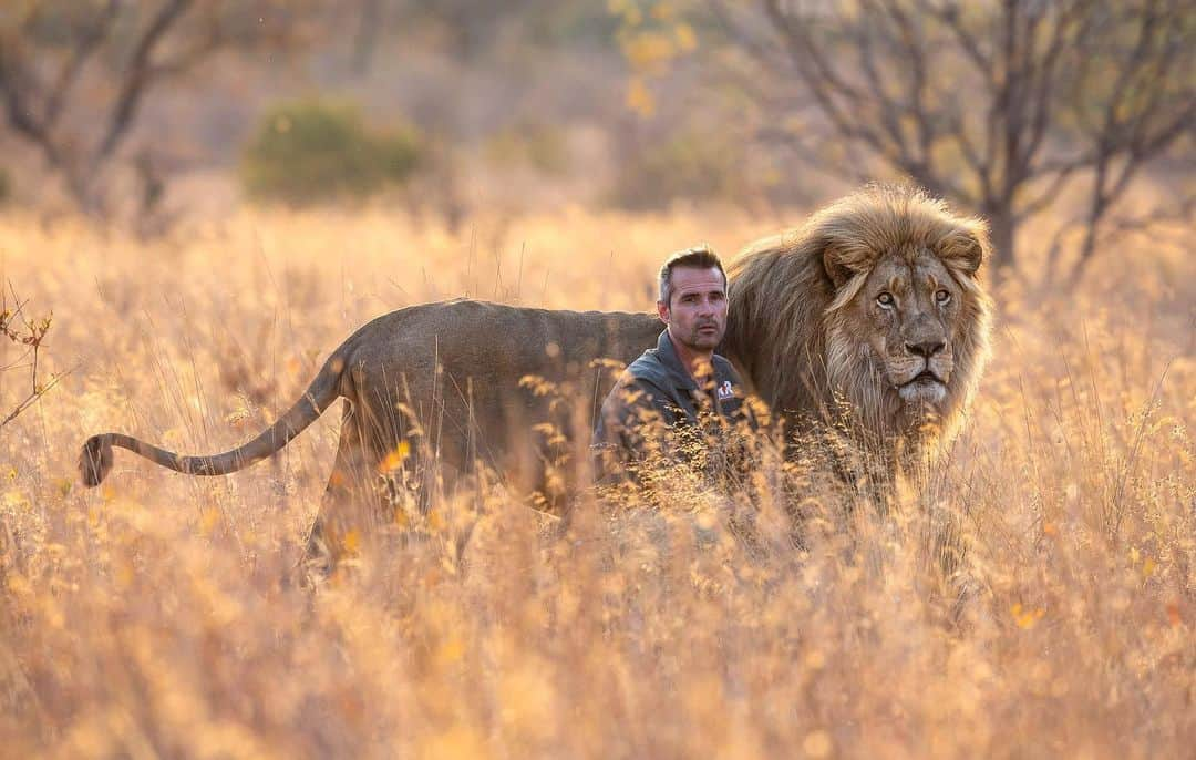 Kevin Richardson LionWhisperer さんのインスタグラム写真 - (Kevin Richardson LionWhisperer Instagram)「My two favourite times of the day are referred to as the golden hour by photographers. It’s the period shortly after sunrise and just before sunset, where the light is more golden and softer making it ideal for taking great photos. It’s also the time of day when it’s cooler and lions are much more active. Lions don’t like the heat much and neither do I. 📸 @jackiewildphoto  #goldenhour #africanbush #lion #savehabitat #savelions」9月18日 0時37分 - lionwhisperersa