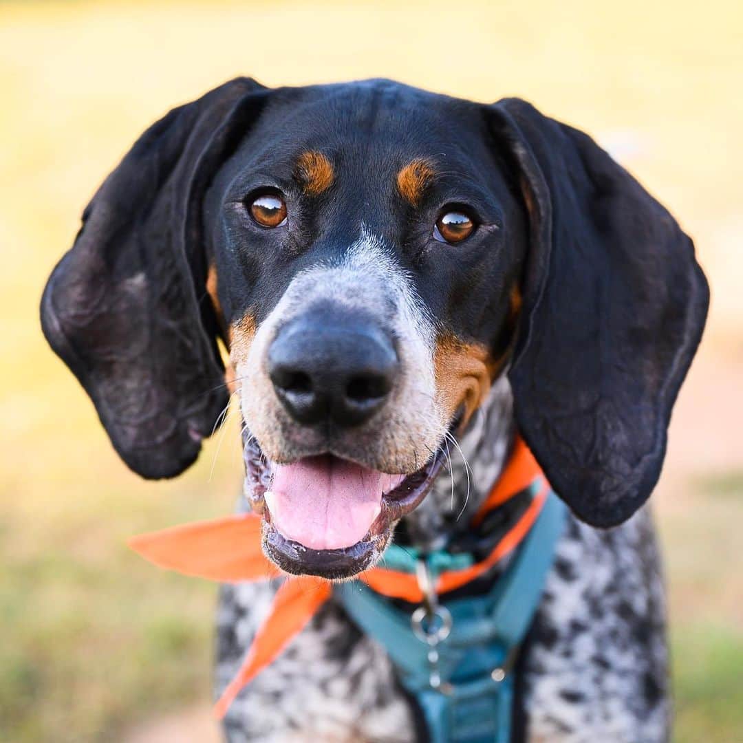 The Dogistさんのインスタグラム写真 - (The DogistInstagram)「Walter, Bluetick Coonhound (2 y/o), Wiggly Field, Athens, GA • “He’s very vocal whenever he doesn’t get his way.”」9月18日 1時35分 - thedogist