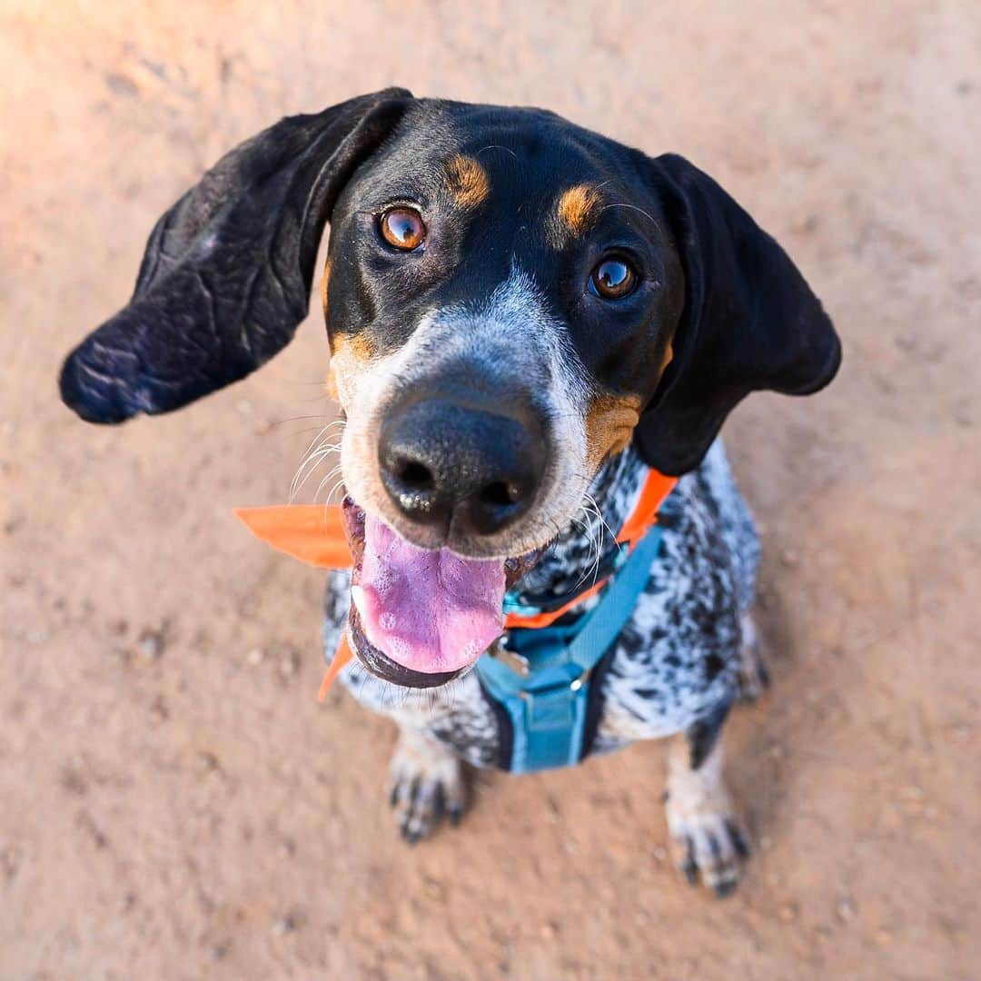 The Dogistさんのインスタグラム写真 - (The DogistInstagram)「Walter, Bluetick Coonhound (2 y/o), Wiggly Field, Athens, GA • “He’s very vocal whenever he doesn’t get his way.”」9月18日 1時35分 - thedogist