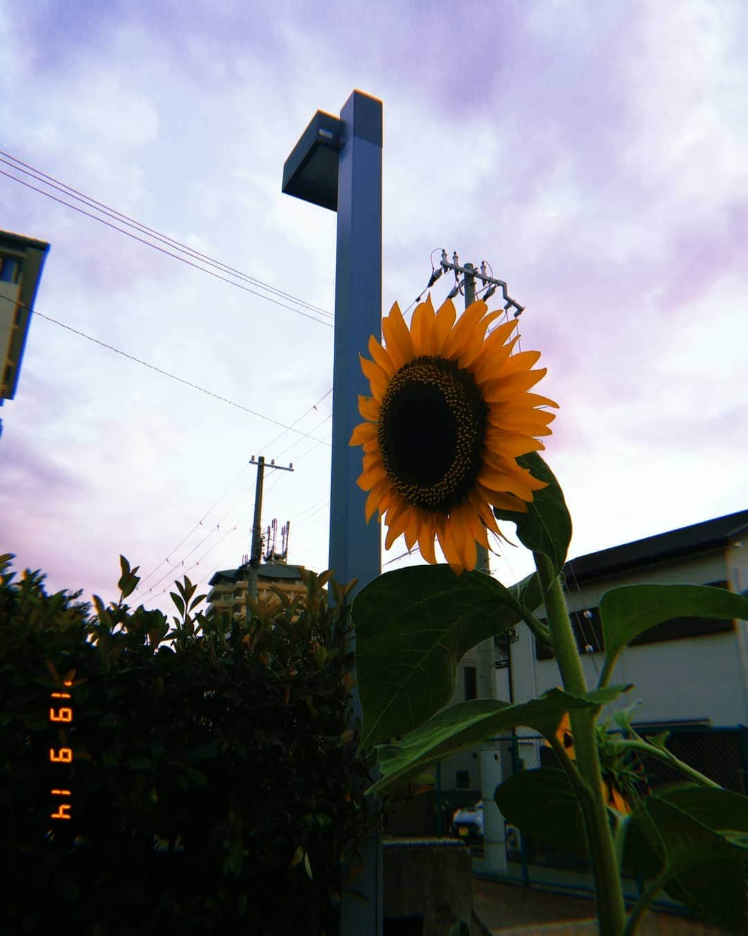 林智美 さんのインスタグラム写真 - (林智美 Instagram)「9月の半ばに、 全開で咲いてた🌻 真っ直ぐ、しっかり太陽の方を向いて🌞 いいね、マイペース大事ね◎  #ひまわり #向日葵 #sunflower #夏の終わりに #神戸 #KOBE #hujicam #早く寝たいのに寝れないのなぜ」9月18日 1時43分 - h_tomomi_i