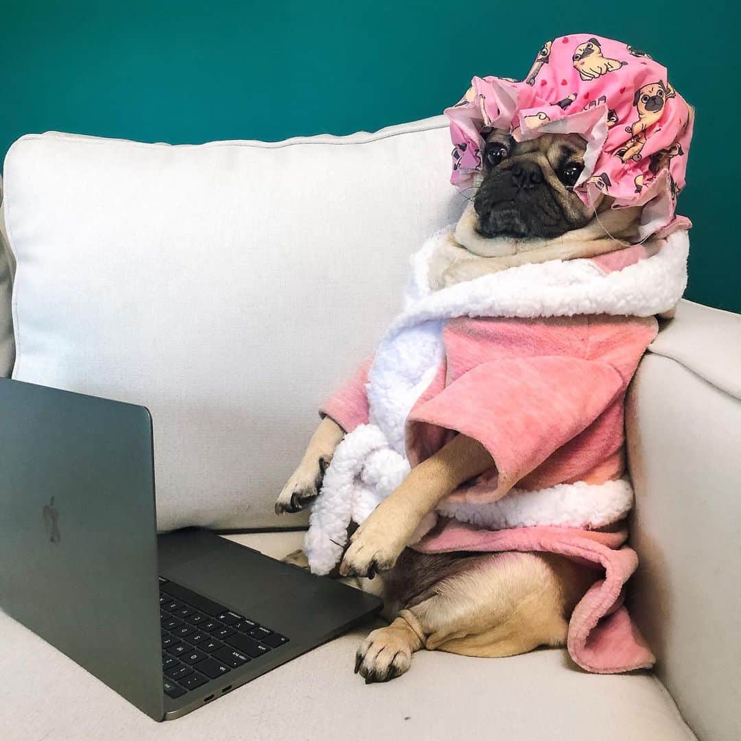 itsdougthepugさんのインスタグラム写真 - (itsdougthepugInstagram)「“Me checking my social media in the morning” -Doug • I am nominated for a @peopleschoice award and today ur votes count double! U can vote 25x a day. Comment below after u voted 💗 LINK IN BIO!」9月18日 2時00分 - itsdougthepug
