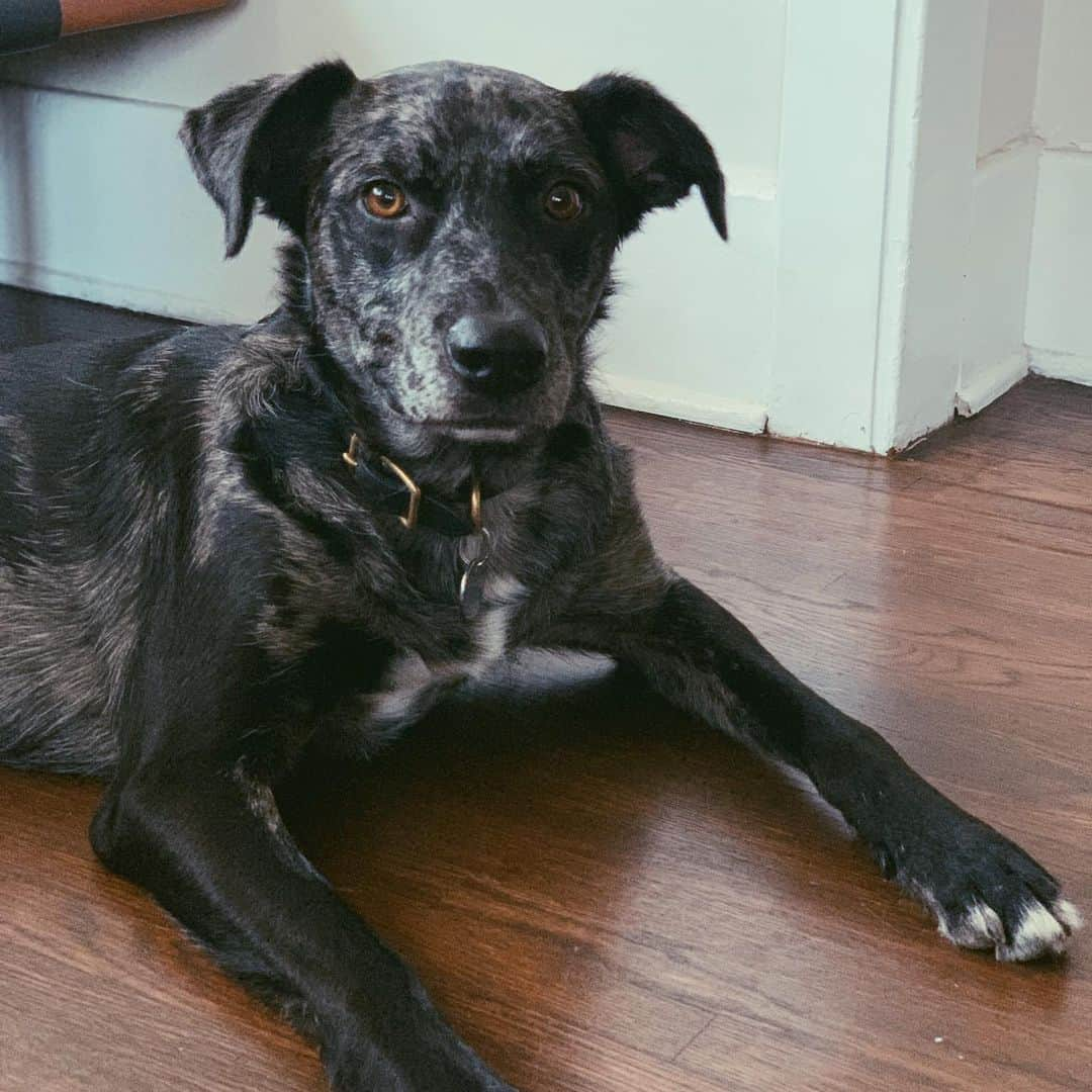 ジャック・ファライーさんのインスタグラム写真 - (ジャック・ファライーInstagram)「Banjo’s two moods」9月18日 2時04分 - jackfalahee