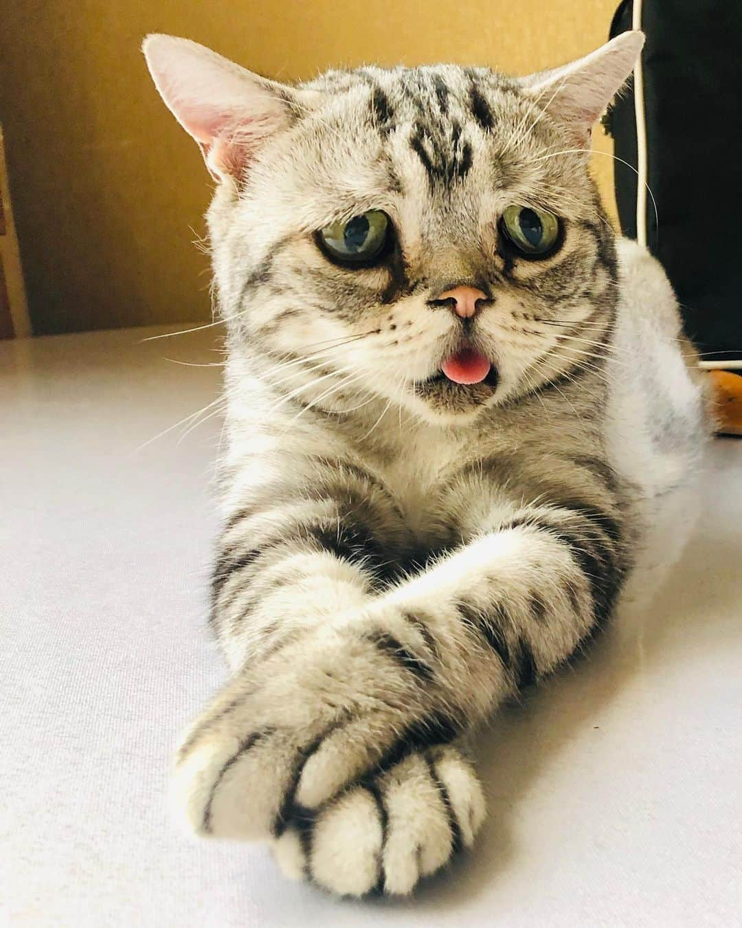 ルフさんのインスタグラム写真 - (ルフInstagram)「#luhu:"i m sit on the table and cross-legged to thinking about my next meal!" - - #cat #cute #sadcat #angel #adorable #lovely #catslife #catofig」9月18日 2時04分 - lanlan731