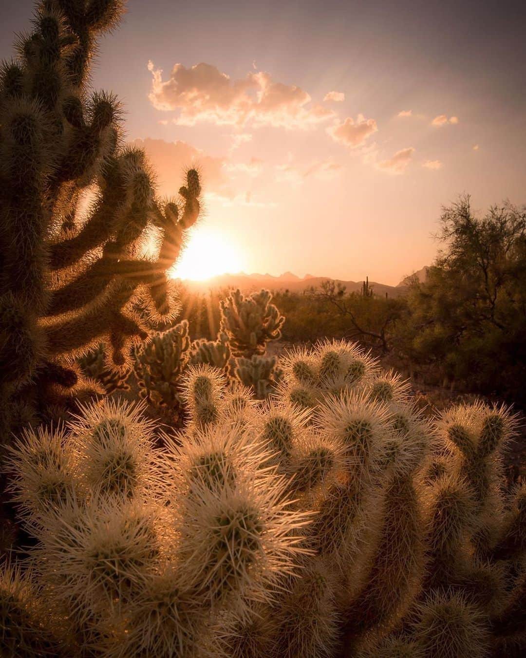 NikonUSAさんのインスタグラム写真 - (NikonUSAInstagram)「Breathtaking golden hour sunset from @imhoffphotography: “Sunsets in the Arizona desert never seem to disappoint. 🤷‍♀️” 📸: #D5500 & AF-S DX #NIKKOR 18-55mm f/3.5-5.6G VR II lens. #NikonNoFilter #sunset #goldenhour #arizona #desert #discoverarizona #landscapephotography」9月18日 2時28分 - nikonusa