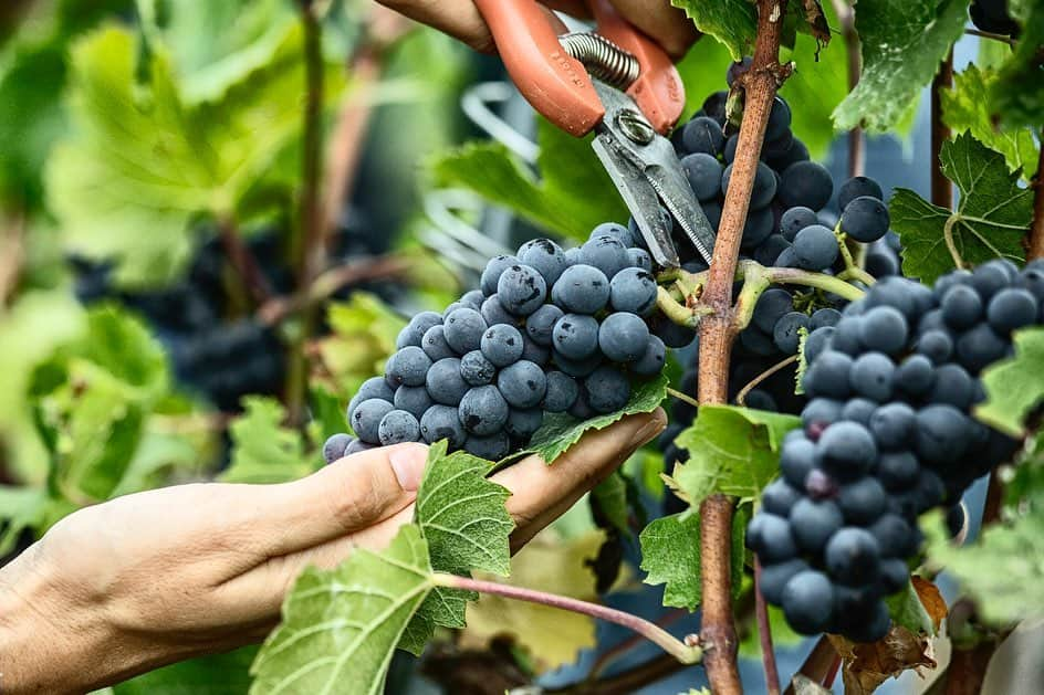 LVMHさんのインスタグラム写真 - (LVMHInstagram)「The harvest season is in full swing in our  Wines and Spirits’ Maisons!  Discover the behind the scenes of the 2019 harvest in the Champagne region.  This period, which sees a rush of thousands of seasonal workers giving a helping hand, requires a human and organizational knowhow that Moët Hennessy is ceaselessly honing. This year, which is unique from a climatic point of view, fosters big hopes for the 2019 vintage. The harvest marks the end of the viticultural year, which started last year on November 1st. _ #MHlive #HarvestSeason #Harvest #MoetHennessy #LVMH」9月18日 2時28分 - lvmh