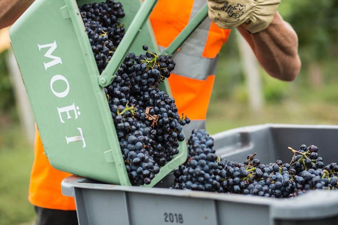 LVMHさんのインスタグラム写真 - (LVMHInstagram)「The harvest season is in full swing in our  Wines and Spirits’ Maisons!  Discover the behind the scenes of the 2019 harvest in the Champagne region.  This period, which sees a rush of thousands of seasonal workers giving a helping hand, requires a human and organizational knowhow that Moët Hennessy is ceaselessly honing. This year, which is unique from a climatic point of view, fosters big hopes for the 2019 vintage. The harvest marks the end of the viticultural year, which started last year on November 1st. _ #MHlive #HarvestSeason #Harvest #MoetHennessy #LVMH」9月18日 2時28分 - lvmh