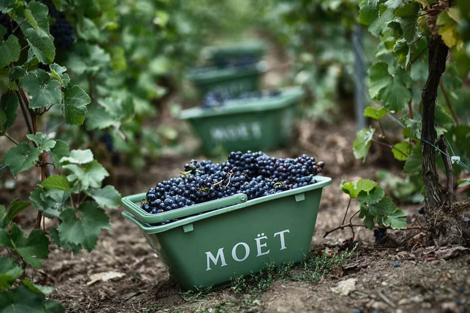 LVMHさんのインスタグラム写真 - (LVMHInstagram)「The harvest season is in full swing in our  Wines and Spirits’ Maisons!  Discover the behind the scenes of the 2019 harvest in the Champagne region.  This period, which sees a rush of thousands of seasonal workers giving a helping hand, requires a human and organizational knowhow that Moët Hennessy is ceaselessly honing. This year, which is unique from a climatic point of view, fosters big hopes for the 2019 vintage. The harvest marks the end of the viticultural year, which started last year on November 1st. _ #MHlive #HarvestSeason #Harvest #MoetHennessy #LVMH」9月18日 2時28分 - lvmh