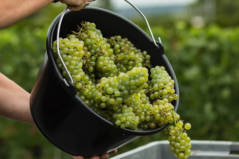 LVMHさんのインスタグラム写真 - (LVMHInstagram)「The harvest season is in full swing in our  Wines and Spirits’ Maisons!  Discover the behind the scenes of the 2019 harvest in the Champagne region.  This period, which sees a rush of thousands of seasonal workers giving a helping hand, requires a human and organizational knowhow that Moët Hennessy is ceaselessly honing. This year, which is unique from a climatic point of view, fosters big hopes for the 2019 vintage. The harvest marks the end of the viticultural year, which started last year on November 1st. _ #MHlive #HarvestSeason #Harvest #MoetHennessy #LVMH」9月18日 2時28分 - lvmh