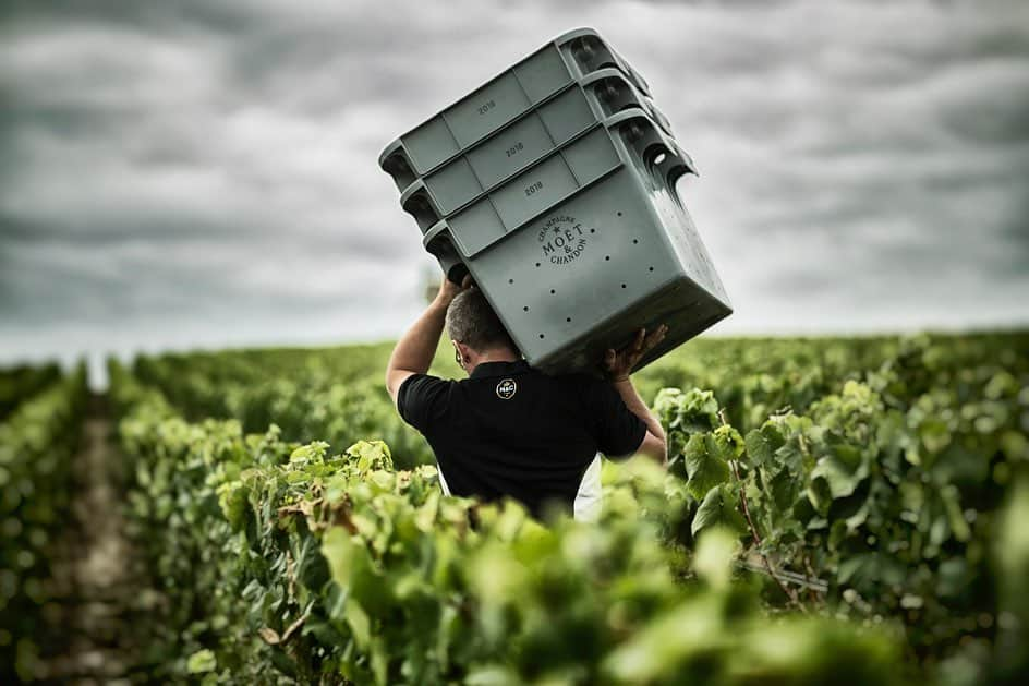 LVMHさんのインスタグラム写真 - (LVMHInstagram)「The harvest season is in full swing in our  Wines and Spirits’ Maisons!  Discover the behind the scenes of the 2019 harvest in the Champagne region.  This period, which sees a rush of thousands of seasonal workers giving a helping hand, requires a human and organizational knowhow that Moët Hennessy is ceaselessly honing. This year, which is unique from a climatic point of view, fosters big hopes for the 2019 vintage. The harvest marks the end of the viticultural year, which started last year on November 1st. _ #MHlive #HarvestSeason #Harvest #MoetHennessy #LVMH」9月18日 2時28分 - lvmh