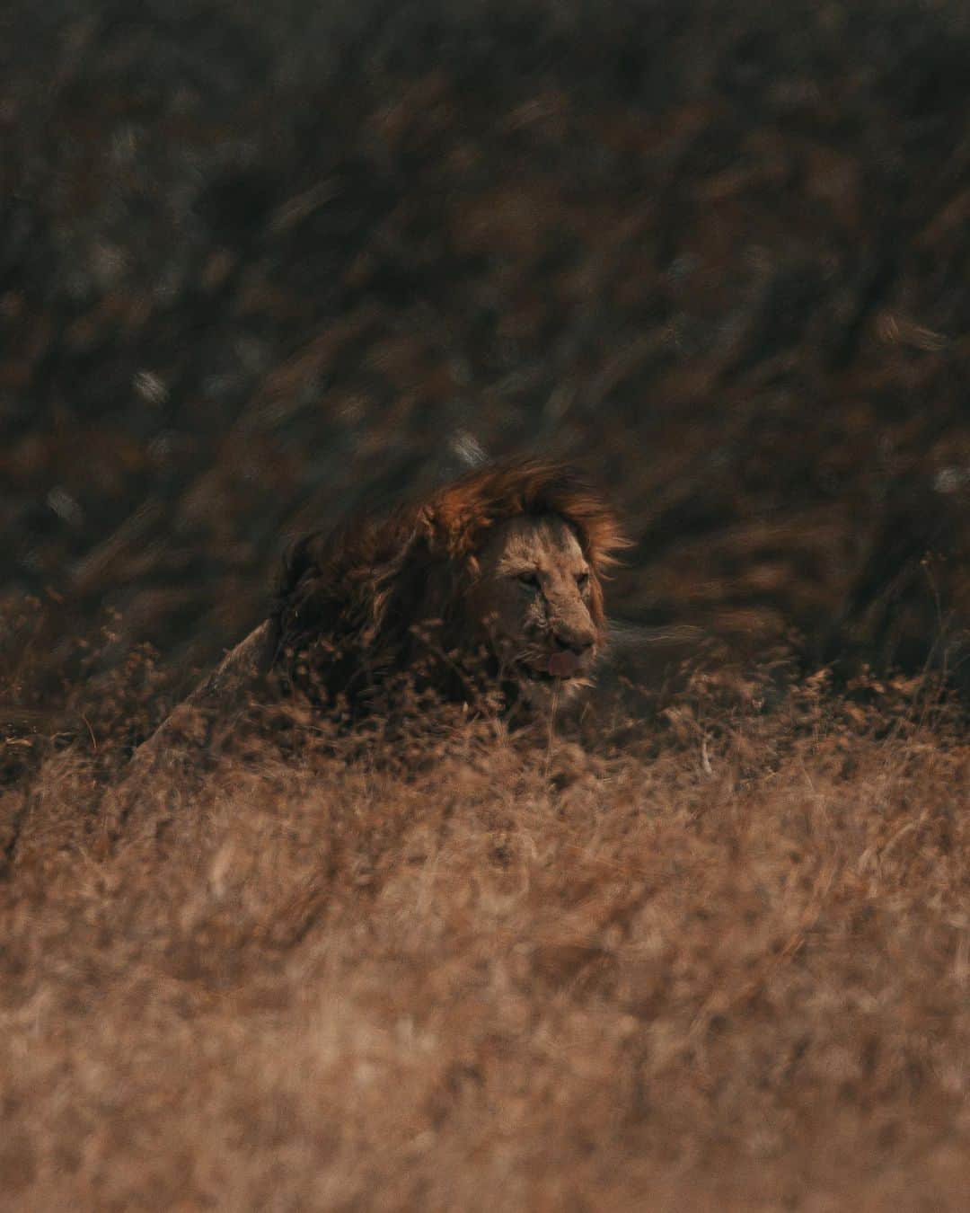 Enzo Cariniさんのインスタグラム写真 - (Enzo CariniInstagram)「The lion King 🦁」9月18日 2時32分 - enzo_carini