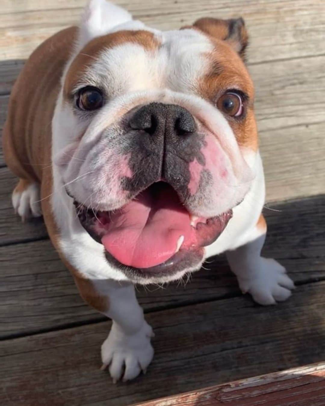 Bodhi & Butters & Bubbahさんのインスタグラム写真 - (Bodhi & Butters & BubbahInstagram)「They don’t call it tongue out Tuesday for nothing 💁🏼‍♀️ . . . . . #bulldog #tot #tongueouttuesday #tuesday #smile #puppy #love #dogsofinstagram #bestoftheday 📸 @grizzly_the_bully」9月18日 2時44分 - keonistuff