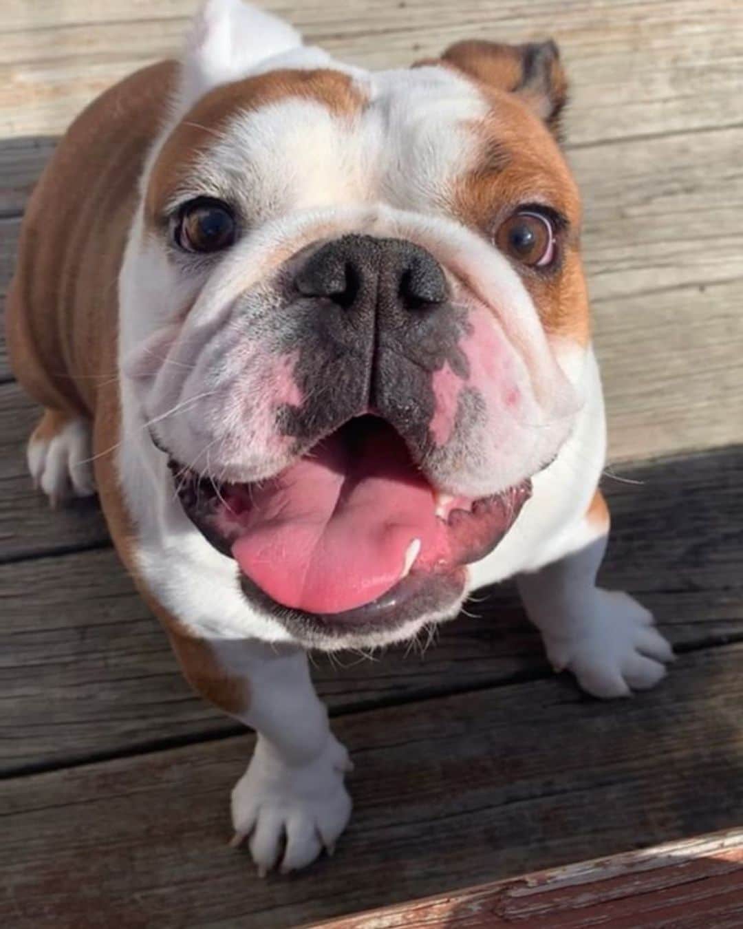 Bodhi & Butters & Bubbahのインスタグラム：「They don’t call it tongue out Tuesday for nothing 💁🏼‍♀️ . . . . . #bulldog #tot #tongueouttuesday #tuesday #smile #puppy #love #dogsofinstagram #bestoftheday 📸 @grizzly_the_bully」