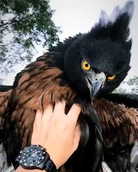 WildLifeのインスタグラム：「By @falconry_crarsi Atila 👑 Spizaetus Isidori  Black and Chestnut Eagle- Endangered Specie #falconer #falconry #featherperfection  #conservation #cetrero #cetreria #birdsofprey #all_mighty_birds #avesdepresa #allmightybirds #birdsofprey #sportofkings #savetheanimals #saveourplanet #kings_birds #tgif_aviary #feather_perfection #birdfreaks #birdwatching #birding #your_best_birds #colombia #aplomado #wildlifeconservation #bogota #buho #avesdecolombia #owl #ornatus #ornate」