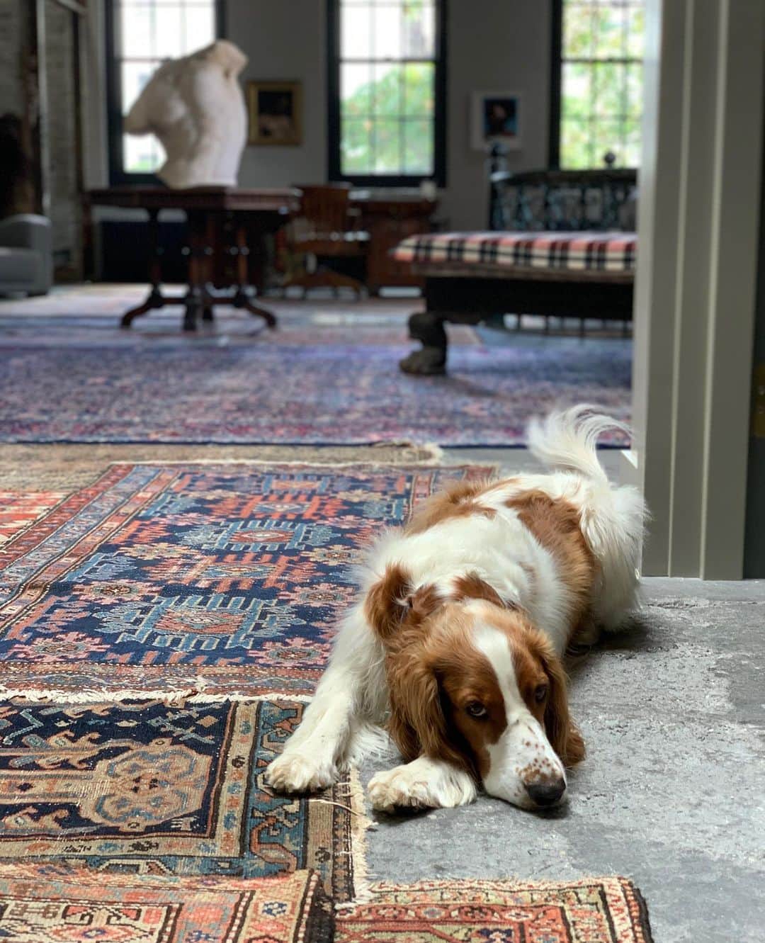アンダーソン・クーパーのインスタグラム：「Not sure what Lily thinks about it all. #welshspringerspaniel」