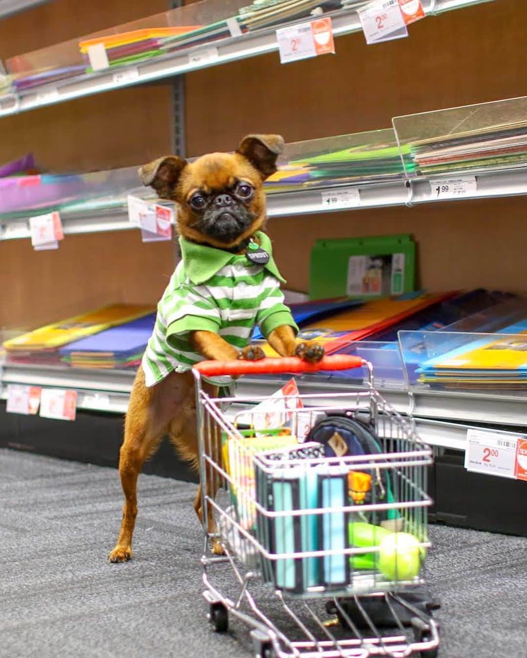 DogsOf Instagramさんのインスタグラム写真 - (DogsOf InstagramInstagram)「Rare footage of @brussels.sprout doing bark to school shopping a couple of weeks ago 👀  #dogsofinstagram」9月18日 5時02分 - dogsofinstagram