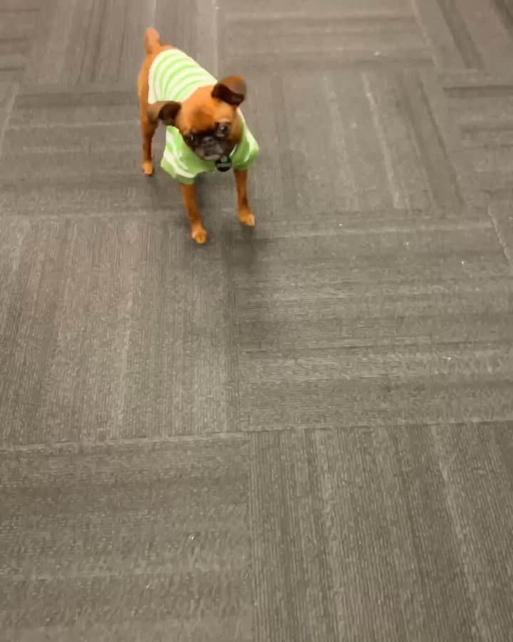 DogsOf Instagramのインスタグラム：「Rare footage of @brussels.sprout doing bark to school shopping a couple of weeks ago 👀  #dogsofinstagram」