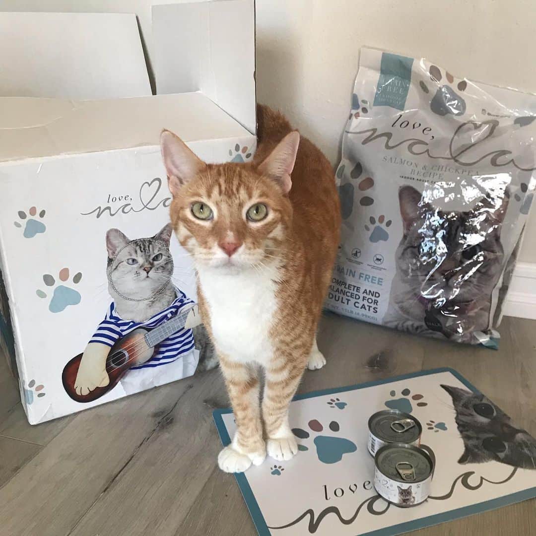 City the Kittyさんのインスタグラム写真 - (City the KittyInstagram)「Congrats to my friend @nala_cat for her new cat food company!  I ❤️ it!  Nala cat is a big supporter of our cause to end declawing so paws up to her for that too! 🐾  #thanks #nalacat #pawsneedclaws」9月18日 5時53分 - citythekitty