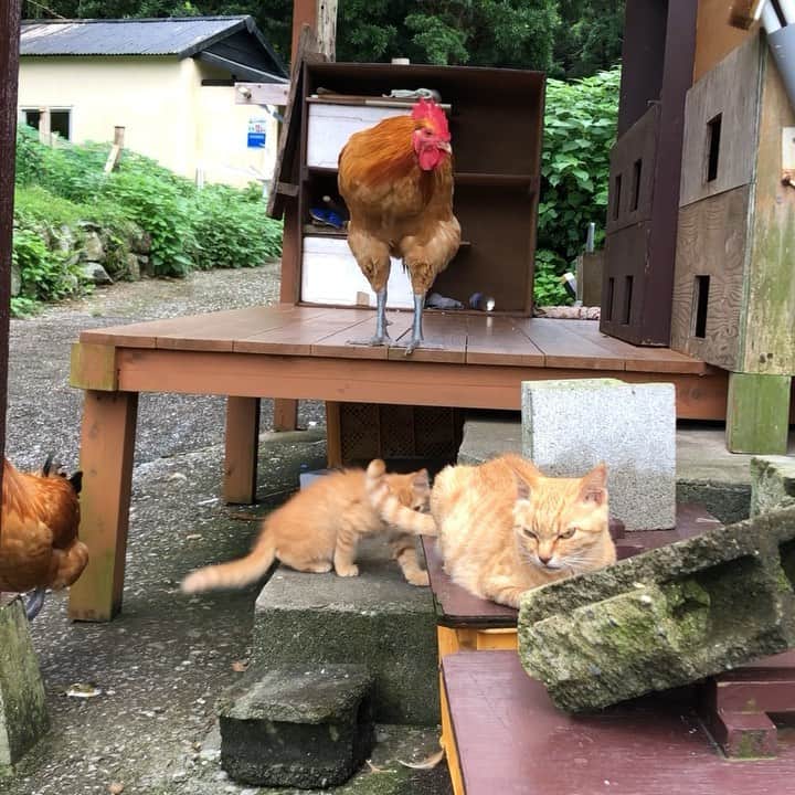 simabossnekoのインスタグラム