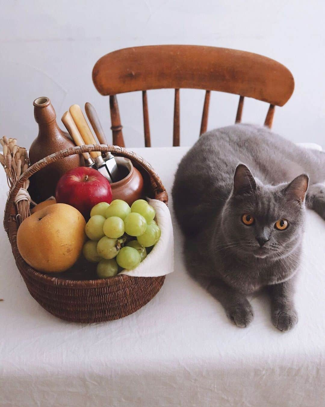 樋口正樹さんのインスタグラム写真 - (樋口正樹Instagram)「Fruits . 朝の果物とボナさん。 . 同じサイズのものと 並ぶ習性があったり、 箱や籠に入れないと 並ぶ習性があります。 . . #果物 #フルーツ #Fruits #樋口ボナ #bonahiguchi」9月18日 6時57分 - higuccini