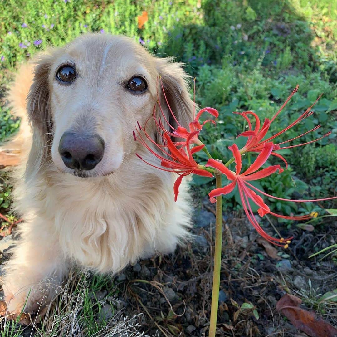 ハッチ＆ニコのインスタグラム：「Good morning ☀️ おはようございます🌺 ニコのボサボサの耳毛カットしました #彼岸花 #カメラ嫌い同好会 #pecoいぬ部 #犬の生活が第一 #癒しわんこ #dachshund #犬バカ部 #短足部 #ふわもこ部 #tokyocameraclub #東京カメラ部」