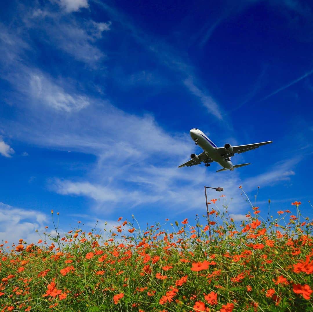 ANAさんのインスタグラム写真 - (ANAInstagram)「秋の訪れを感じて🌼  #コスモス #キバナコスモス #秋桜 #秋 #秋の訪れ #季節の花 #青空 #空 #雲 #飛行機 #ダレカニミセタイケシキ #花のある景色 #ソラマニ_ヒコーキ #cosmos #autumn #sky #blue #clouds #airplane #ana_jp  ANAの飛行機は「#ソラマニ_ヒコーキ」をつけて投稿してね💙インスタやANAの各メディアでご紹介していきます✨」9月18日 17時27分 - ana.japan