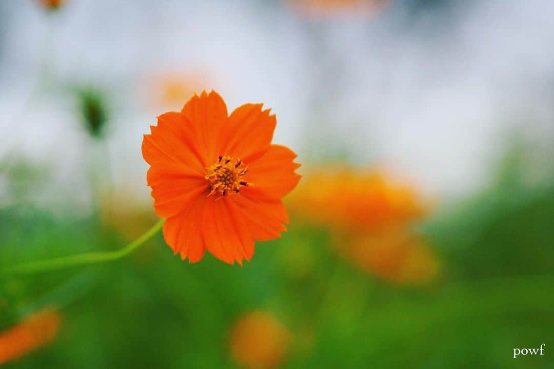 anemone_69のインスタグラム：「. morning ⋆*❁*⋆ฺ｡* . . #キバナコスモス . . .」