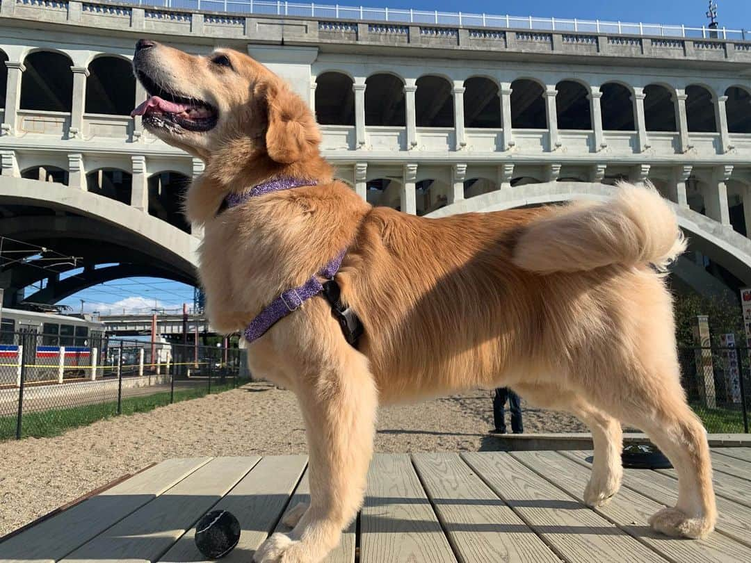 モヒートさんのインスタグラム写真 - (モヒートInstagram)「I had such a blast today and made so many new friends 💜🐾 @thisiscle #thisiscle ------------------------------- #goldensofig #goldenretriever  #goldenretrieversofinstagram #betterwithpets #dogsofig  #dogsofinstagram #fluffypack #gloriousgoldens #welovegoldens #ilovemydog #goldenlife #bestwoof #ProPlanDog #ilovegolden_retrievers #mydogiscutest #retrieversgram #dogsofcle」9月18日 9時28分 - mojito_rose_family