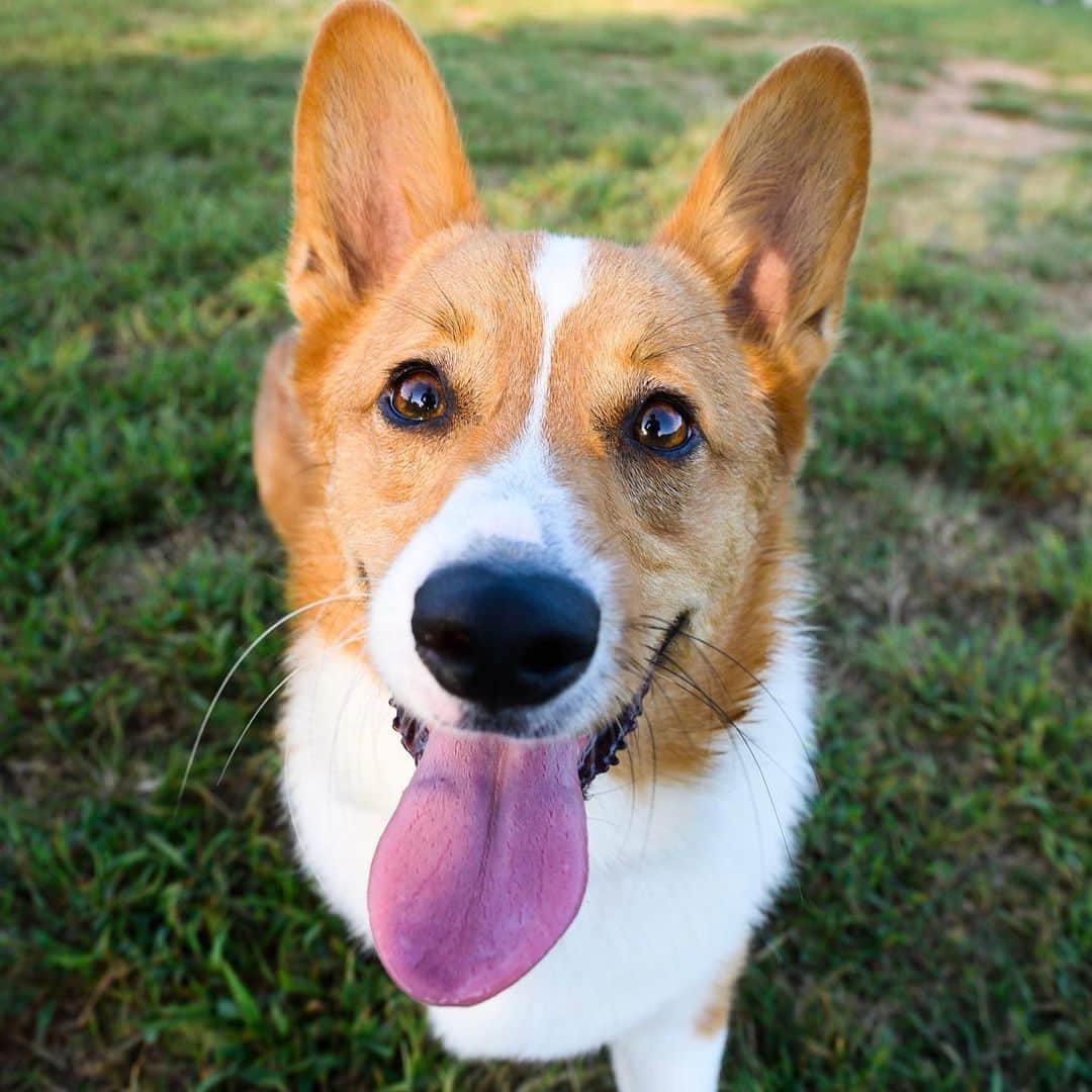 The Dogistさんのインスタグラム写真 - (The DogistInstagram)「Louie, Pembroke Welsh Corgi (1 y/o), Wiggly Field, Athens, GA • “He loves to swim, but he’s scared of sneezes and vacuums.”」9月18日 9時26分 - thedogist
