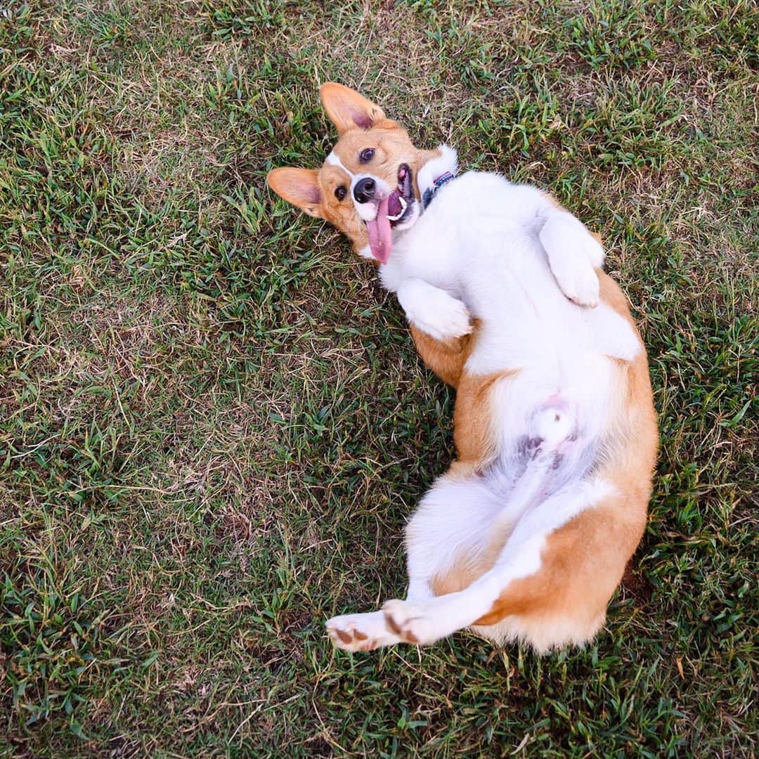 The Dogistさんのインスタグラム写真 - (The DogistInstagram)「Louie, Pembroke Welsh Corgi (1 y/o), Wiggly Field, Athens, GA • “He loves to swim, but he’s scared of sneezes and vacuums.”」9月18日 9時26分 - thedogist