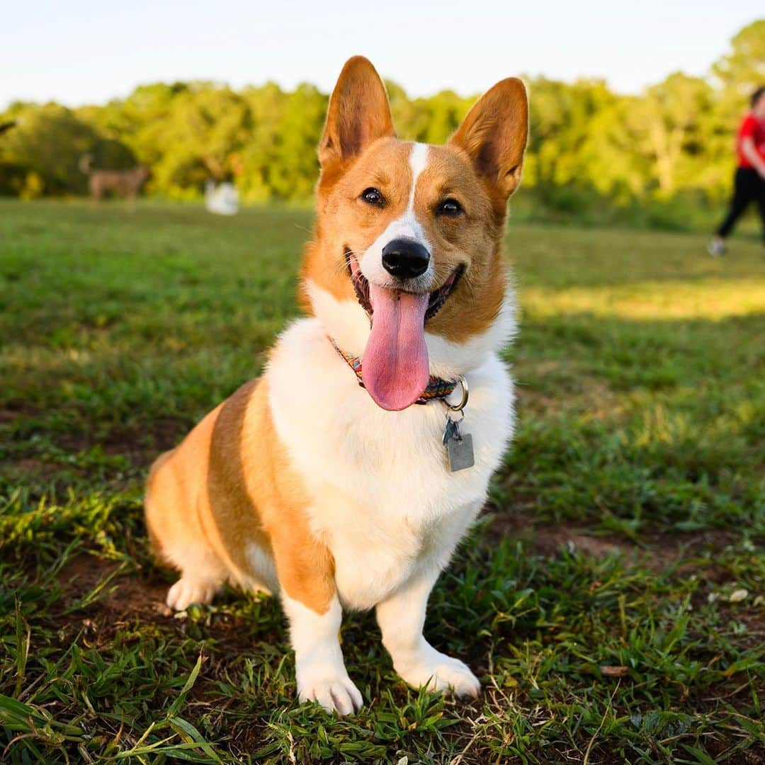 The Dogistさんのインスタグラム写真 - (The DogistInstagram)「Louie, Pembroke Welsh Corgi (1 y/o), Wiggly Field, Athens, GA • “He loves to swim, but he’s scared of sneezes and vacuums.”」9月18日 9時26分 - thedogist