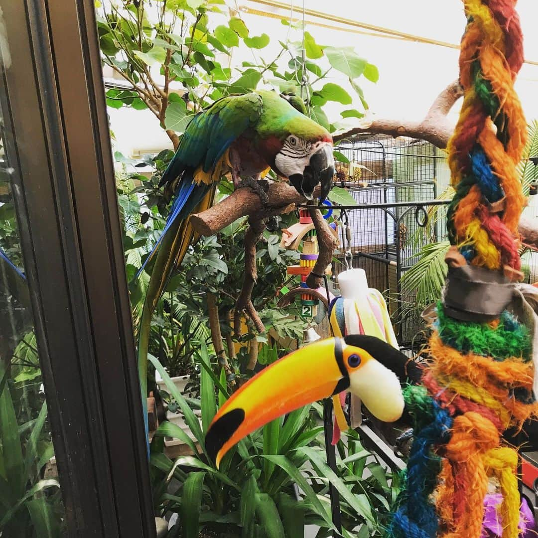 森泉さんのインスタグラム写真 - (森泉Instagram)「This is my area❗️go away‼️ #harlequinmacaw VS #tocotoucan」9月18日 9時26分 - izumi.mori