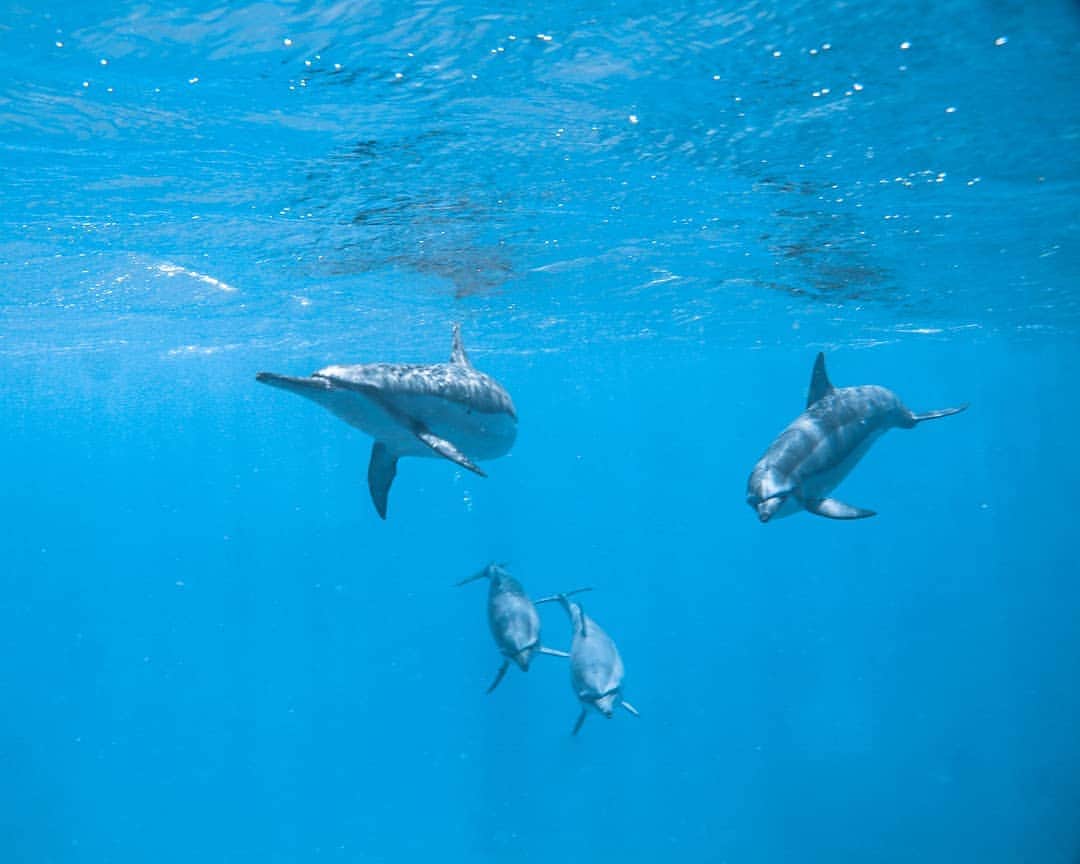 And Youさんのインスタグラム写真 - (And YouInstagram)「Doing the dolphin dance ​. ​. ​. ​. ​. ​. ​. ​. ​. ​. ​. ​. ​. ​. ​. ​. ​. ​. ​. ​. ​. ​#sealife #oceanlife #hawaiiocean #oahutours #dolphintour #hawaiitour #paditv #ikelite #ig_oahu #underwater」9月18日 10時12分 - dolphinsandyou