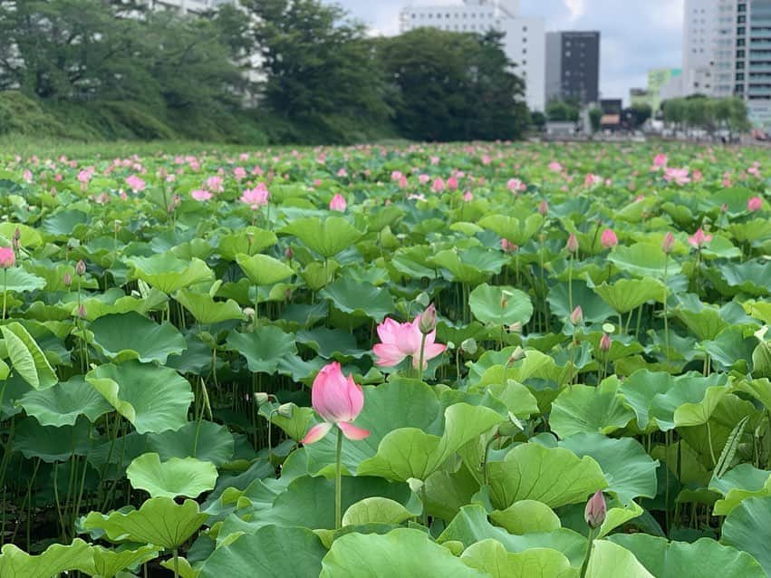 日本生命保険相互会社さんのインスタグラム写真 - (日本生命保険相互会社Instagram)「. <日本をつなごう!日本生命SNS東京2020オリンピック聖火リレー> . #秋田 県の #オリンピック聖火リレー は 2020年6月9日(火)～6月10日(水)開催♪ . こんにちは。今日は秋田支社がオリンピック聖火リレートーチと一緒に #秋田犬 の #まる に会いに行ってきました☆ . 秋田県のオリンピック聖火リレーは2日間。みどころは、なまはげ伝説ゆかりの地の赤神神社五社堂、角館武家屋敷、ボートプラザアクアパルなど。 . 私たちが秋田犬のまるに会ったのは #秋田犬ステーション です。ここは秋田市の中心部 #エリアなかいち の中にある施設のひとつで、1日目のセレブレーション会場である #にぎわい広場 もこの中にあります。 秋田県でオリンピック聖火リレーが開催される頃は眩しいくらいの新緑の季節、そんな自然に負けないくらいの笑顔の花を咲かせ、オリンピック聖火ランナーの皆様を応援します！秋田犬のまるにもオリンピック聖火ランナーとして駆け抜けてほしい♪と思ったのですが、「犬は走れません」と豆柴まめちが残念そうに言ってました☆彡 https://seika.nissay-cp.jp/ . .　 #秋田県 の #聖火リレールート 日程・セレブレーション会場など詳細は東京2020公式サイトをご確認ください。 https://tokyo2020.org/jp/special/torch/olympic/map/detail/36_akita.html _ #TorchRelay #Tokyo2020 #ニッセイ #nissay #playsupport #保険 #さあ支えることを始めよう #olympic_games_tokyo_2020 #readyfortokyo #olympic_spirit #olympic_games #readyfor_tokyo_2020 _ #日本生命 は #東京2020 #オリンピック #聖火リレー の  #プレゼンティングパートナー です https://seika.nissay-cp.jp/」9月18日 10時05分 - nissay_official